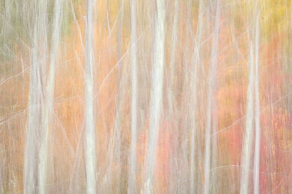 Collins, Ann 아티스트의 USA-New York-Adirondacks Keene-abstract of autumn foliage and bare trees작품입니다.